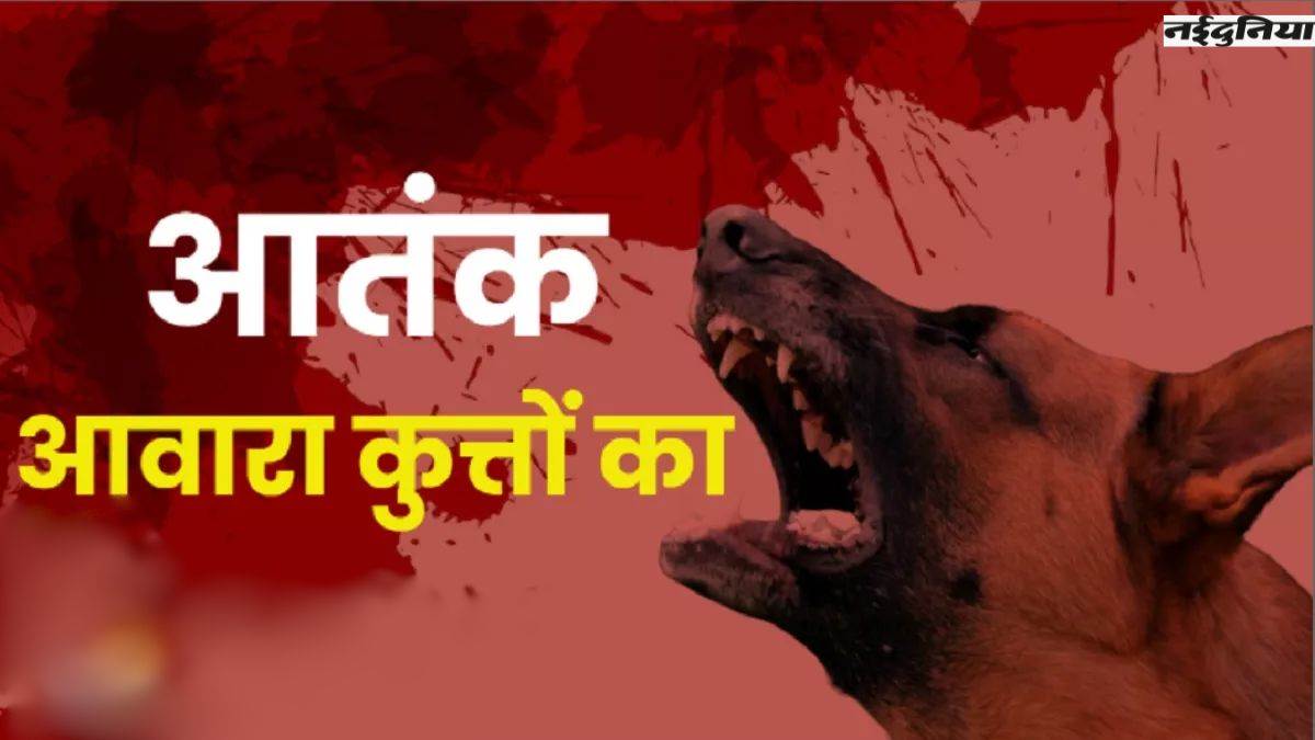 आवारा कुत्तों का आतंक... बाड़ी में खेल रही 9 साल की बच्ची पर किया हमला, लगाने पड़े 25 टांके