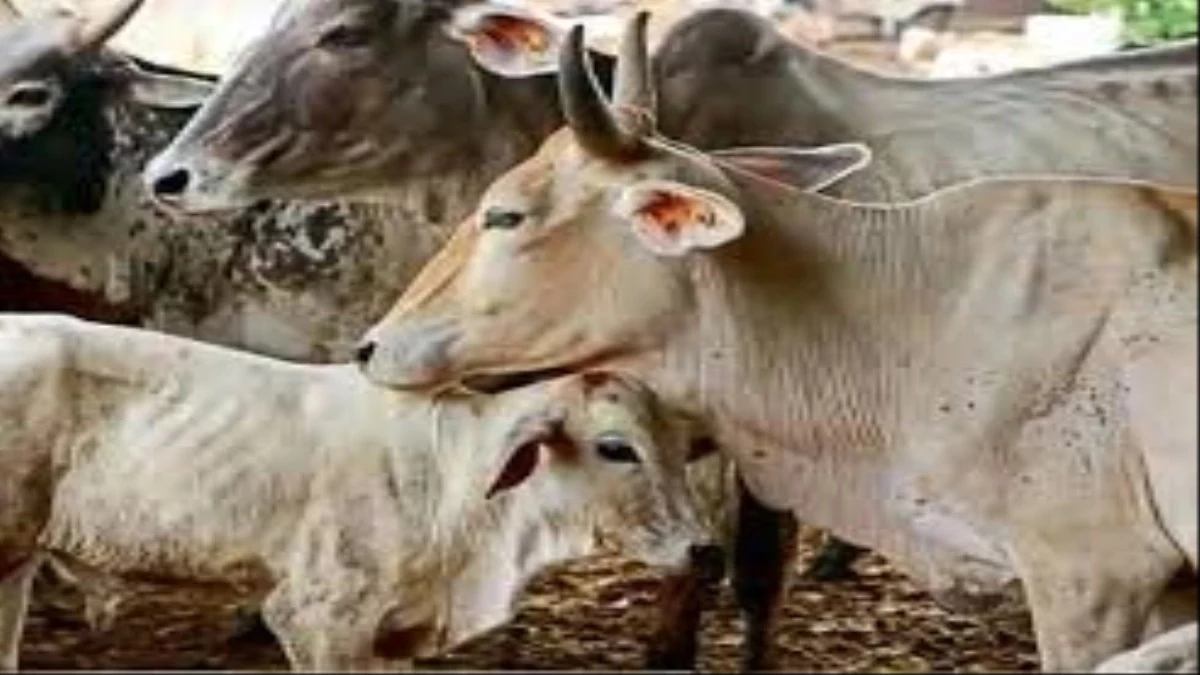 सड़कों पर दुर्घटना रोकने के लिए मवेशियों के टैग में लगेगा बार कोड, पालक की हो सकेगी पहचान