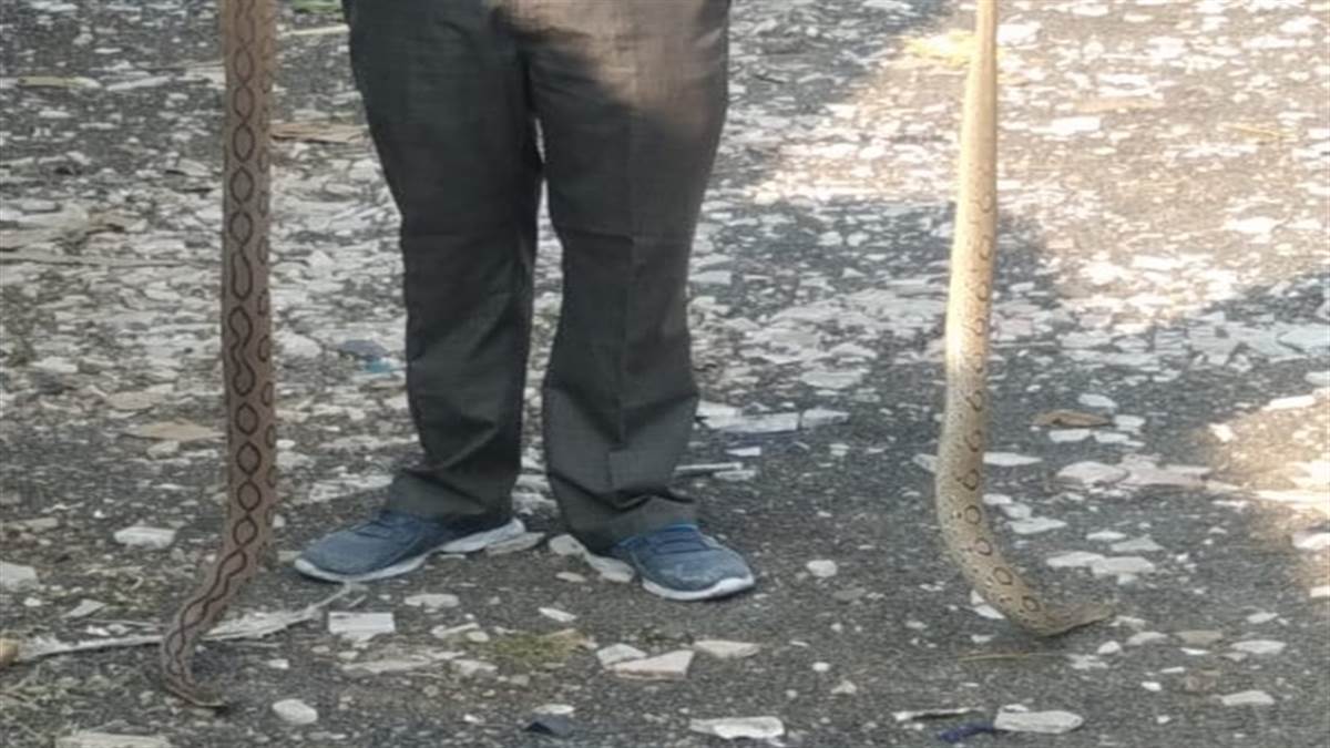 Russell Vipers in Jabalpur मार्बल गोदाम में छिपे थे दो जोड़ी रसल