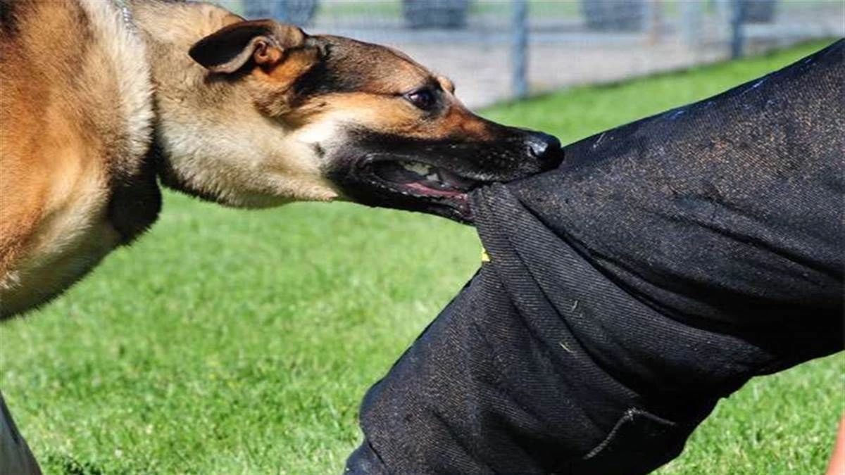 Bhopal: SIR के लिए पत्रक देने गए बीएलओ पर कुत्ते का हमला, प्रशासन ने जारी की गाइडलाइन