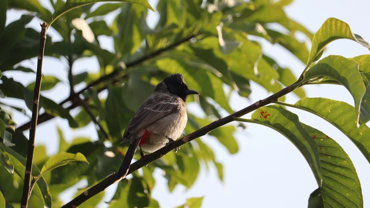 दुनिया में पहली बार बुलबुल की जीनोम सिक्वेंसिंग, आइसर के साइंटिस्ट ने इसको लेकर खोले कई राज