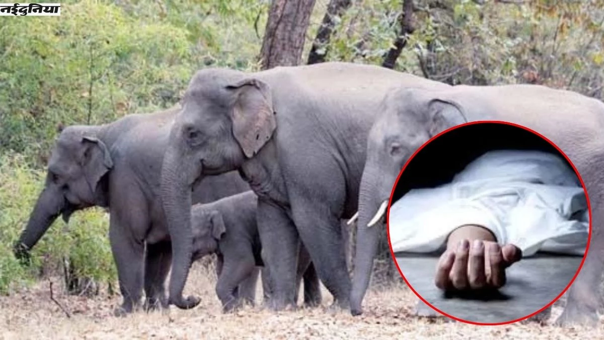 Korba News: खेत में फसल की रखवाली करने गए युवक को हाथियों ने कुचला, इलाके में घुम रहा 38 दंतैलों का दल