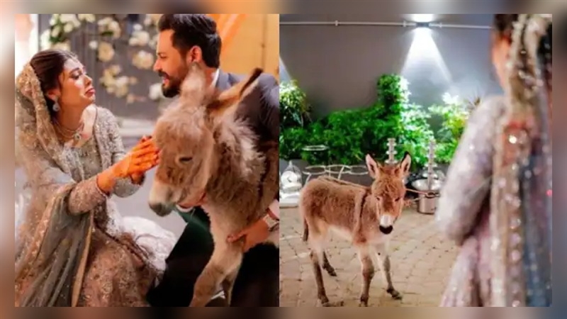 Viral Video: दुल्हे ने अपनी दुल्हन को गिफ्ट में दिया गधा वजह जानकर सिर ...