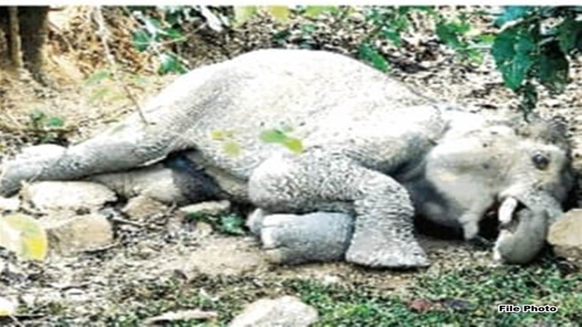 Bilaspur News: वन्यजीव प्रेमी ने सीसीएफ को लिखा पत्र, हाथी के बच्चे को दें दया मृत्यु