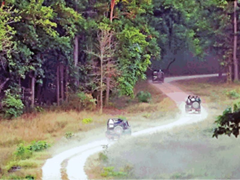Night Safari in MP: कानà¥à¤¹à¤¾, बांधवगॠऔर पेंच में करें नाइट सफारी\