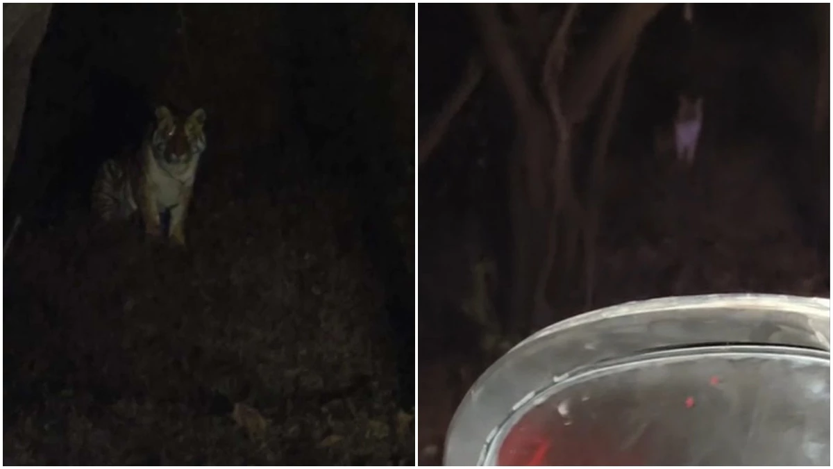 MP में असीर दरगाह के पास सड़क किनारे दिखा बाघ, राहगीर ने बनाया 32 सेकंड का वीडियो हुआ वायरल