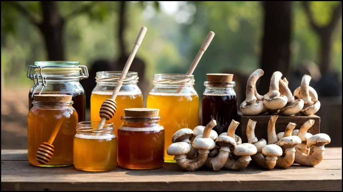 MP के जंगलों से निकलेगा 'सोना', 11 जिलों में बनेंगे शहद और मशरूम क्लस्टर, ग्रामीणों की बढ़ेगी आय