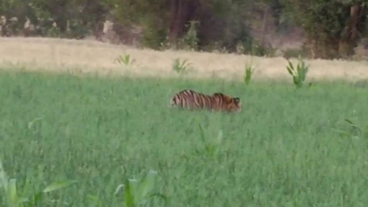Madhya Pradesh News:  खंडवा और खरगोन के सीमावर्ती गांवों में बाघ की मौजूदगी से दहशत