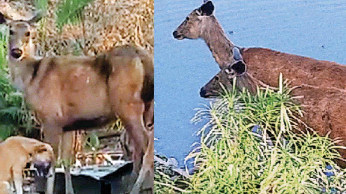 नमक की चाह में ‘चटोरे’ बने सांभर, भोपाल में बोट क्लब पर फास्ट फूड की दुकानों तक पहुंच रहे खाने