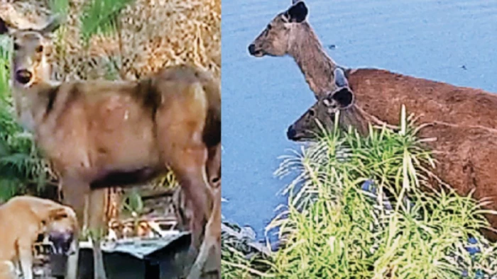 नमक की चाह में ‘चटोरे’ बने सांभर, भोपाल में बोट क्लब पर फास्ट फूड की दुकानों तक पहुंच रहे खाने