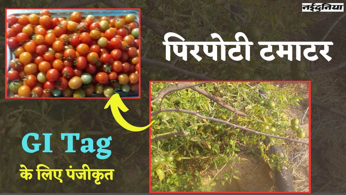 CG News: छत्तीसगढ़ के पिरपोटी टमाटर का GI Tag के लिए पंजीयन, इसकी चटनी का स्वाद है लाजवाब