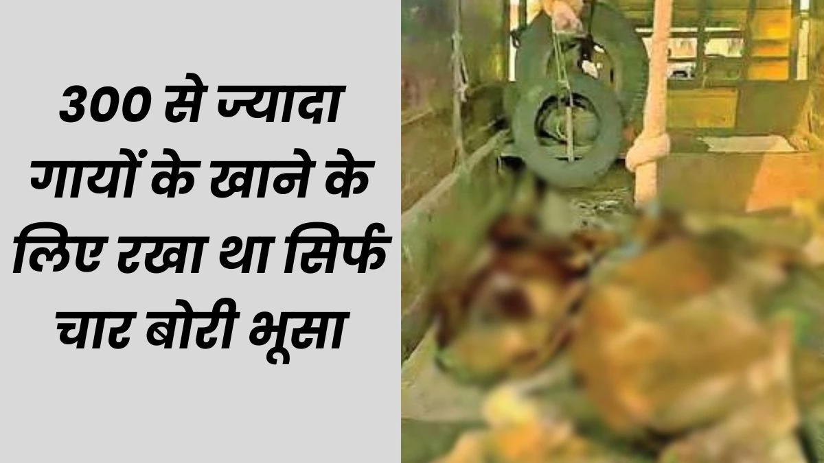 Bhopal Gaushala: भोपाल नगर निगम की गौशाला में भूख-प्यास से मर गईं तीन गायें, आठ गंभीर