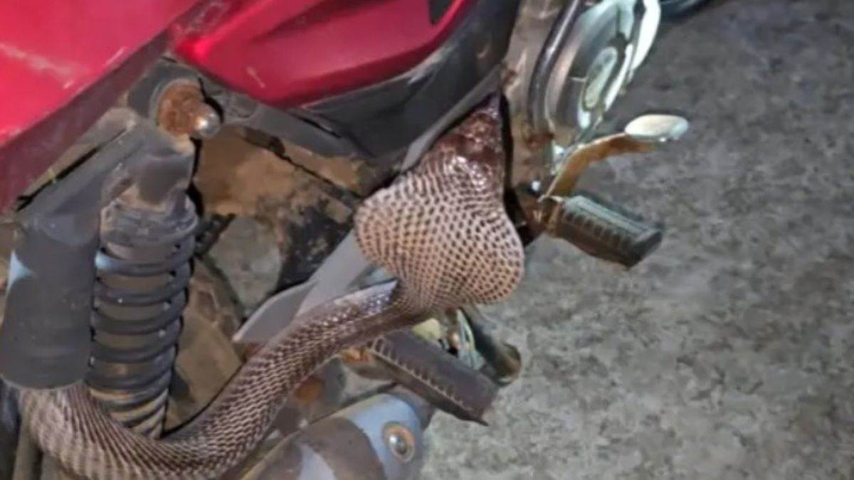 बाइक की सीट के नीचे छिपा 6 फीट लंबा ब्लैक कोबरा, किक मारते ही फुफकारा… सांप देख युवक के उड़े होश