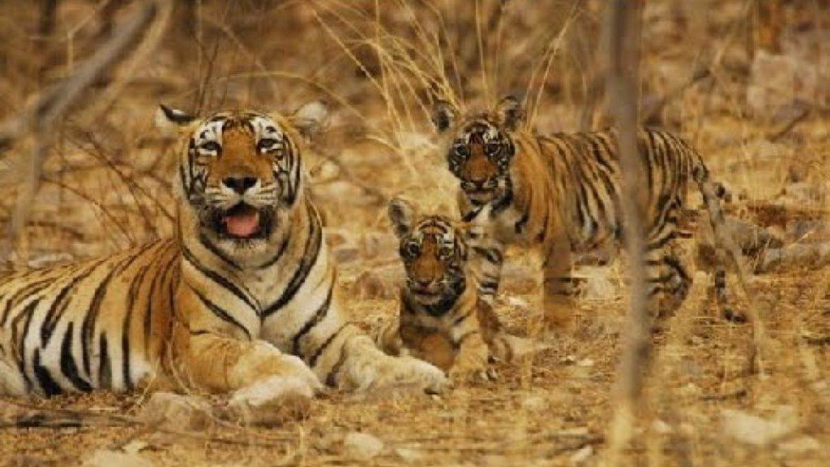 30 सालों का इंतजार खत्म, फिर गुलजार होगा इंद्रावती टाइगर रिजर्व, ईको-टूरिज्म से बदलेगी बीजापुर की तस्वीर