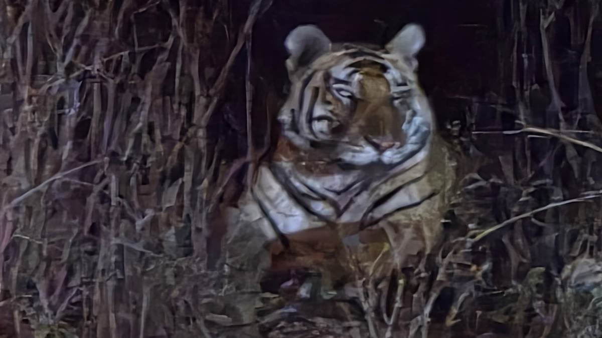 दमोह में मडियादो के जंगल में सड़क किनारे रातभर बैठा रहा बाघ, क्षेत्र में दहशत, विभाग ने किया सावधान