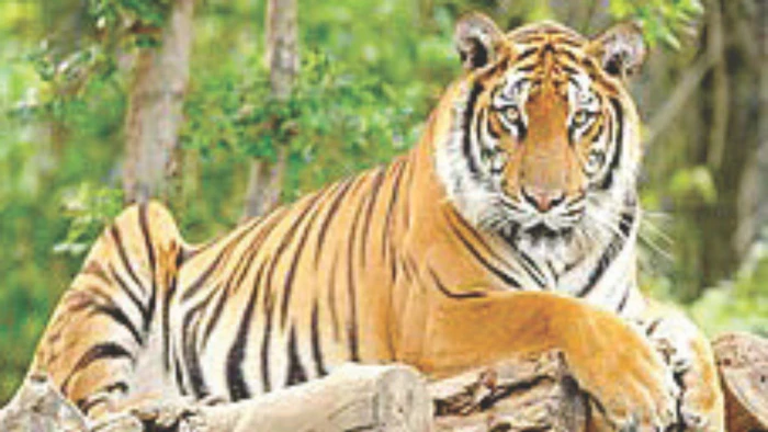 भोपाल के सूखी सेवनिया में बाघ का आतंक, 15 दिनों से दहशत में 7 गांव, अब तक आधा दर्जन मवेशियों का किया शिकार