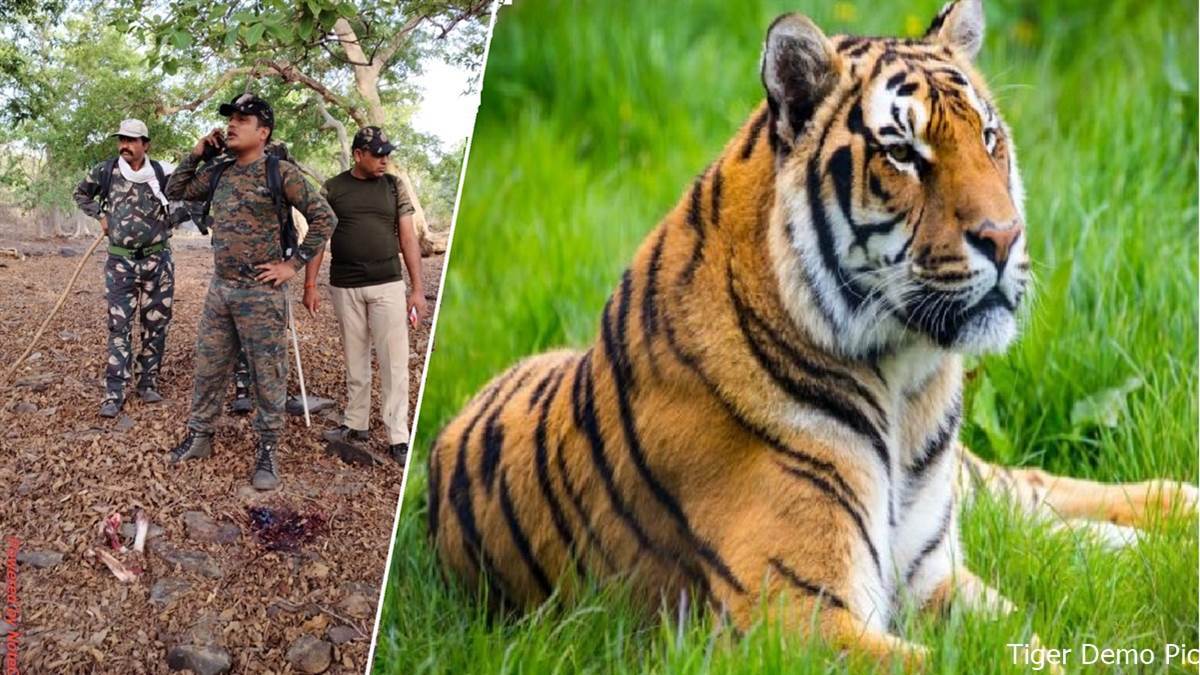 Khivni Sanctuary:  चुनौतियों के बीच बढ़ रहा बाघों का कुनबा, अब घर बड़ा करने की तैयारी