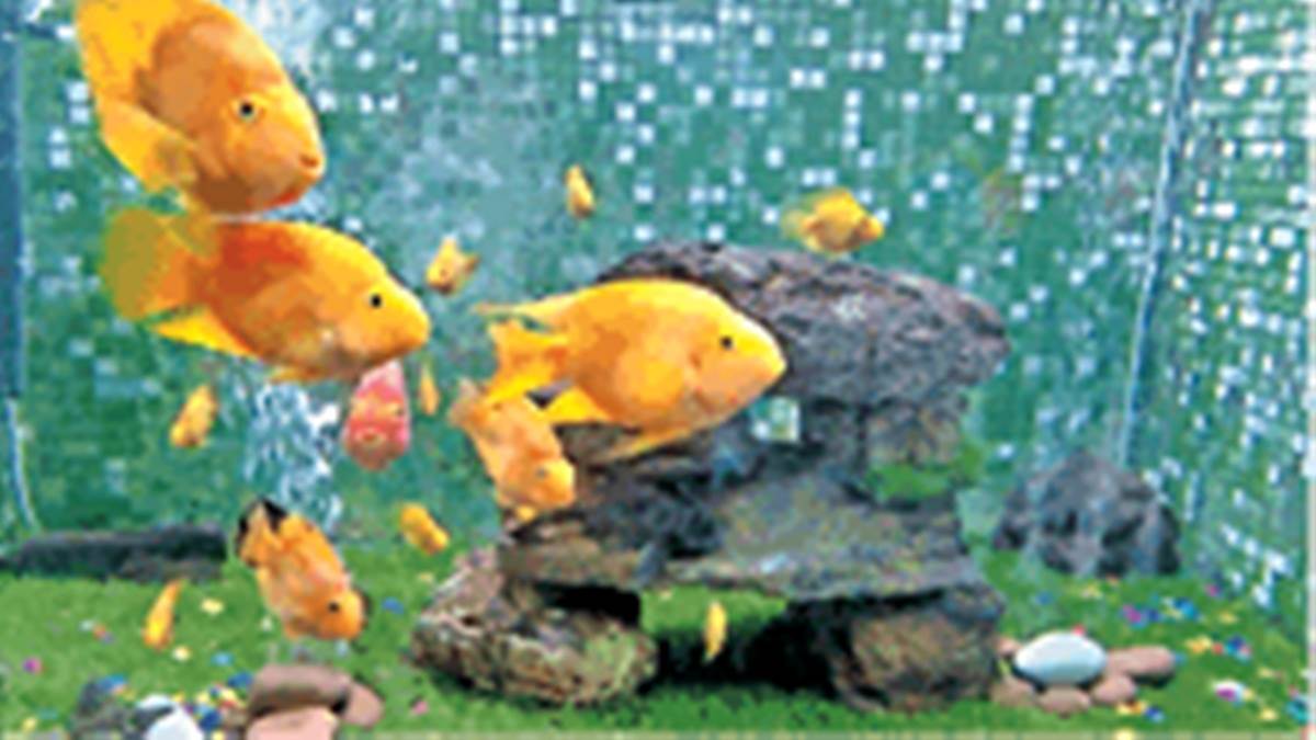 Fish Aquarium in Gwalior हार्न और पैरट फिश ने मोहा मन कैट फिश देखकर