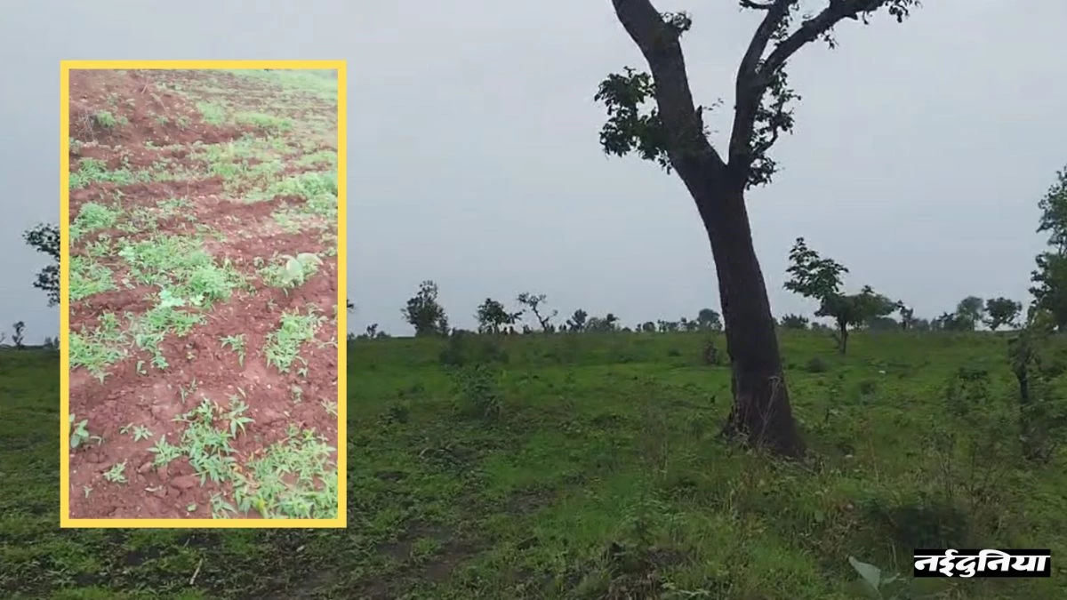 Khandwa News: अतिक्रमण हटाने गए वनकर्मियों पर पथराव, बंधक बनाने का किया प्रयास