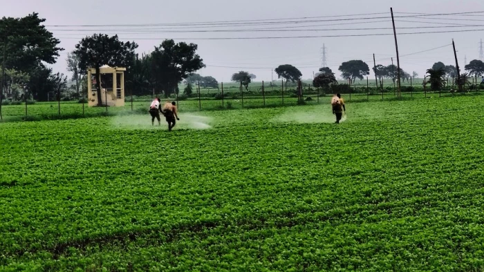 Monsoon Update: इंदौर में आज बादल छाएंगे, छिटपुट बारिश होगी, छाई हरियाली का नजारा, खेतों में जुटे किसान