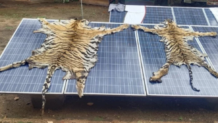 बाघों के शिकार पर बड़ा एक्शन: इंद्रावती टाइगर रिजर्व में रेंजर, डिप्टी रेंजर और बीट गार्ड तत्काल प्रभाव से सस्पेंड