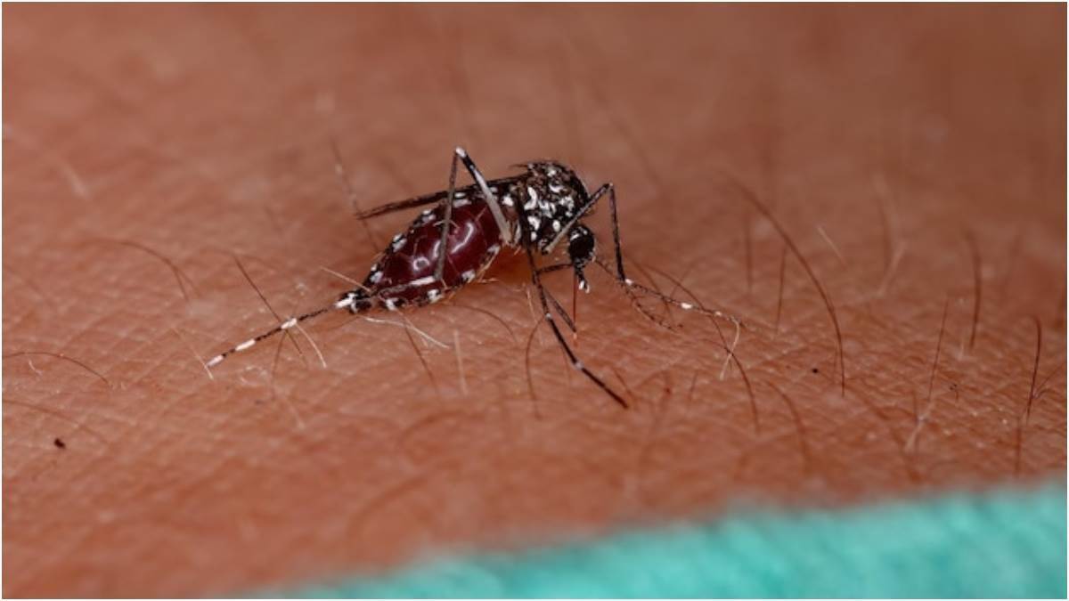 health tips, healthy lifestyle, dengue, dengue prevention tips, dengue feve...