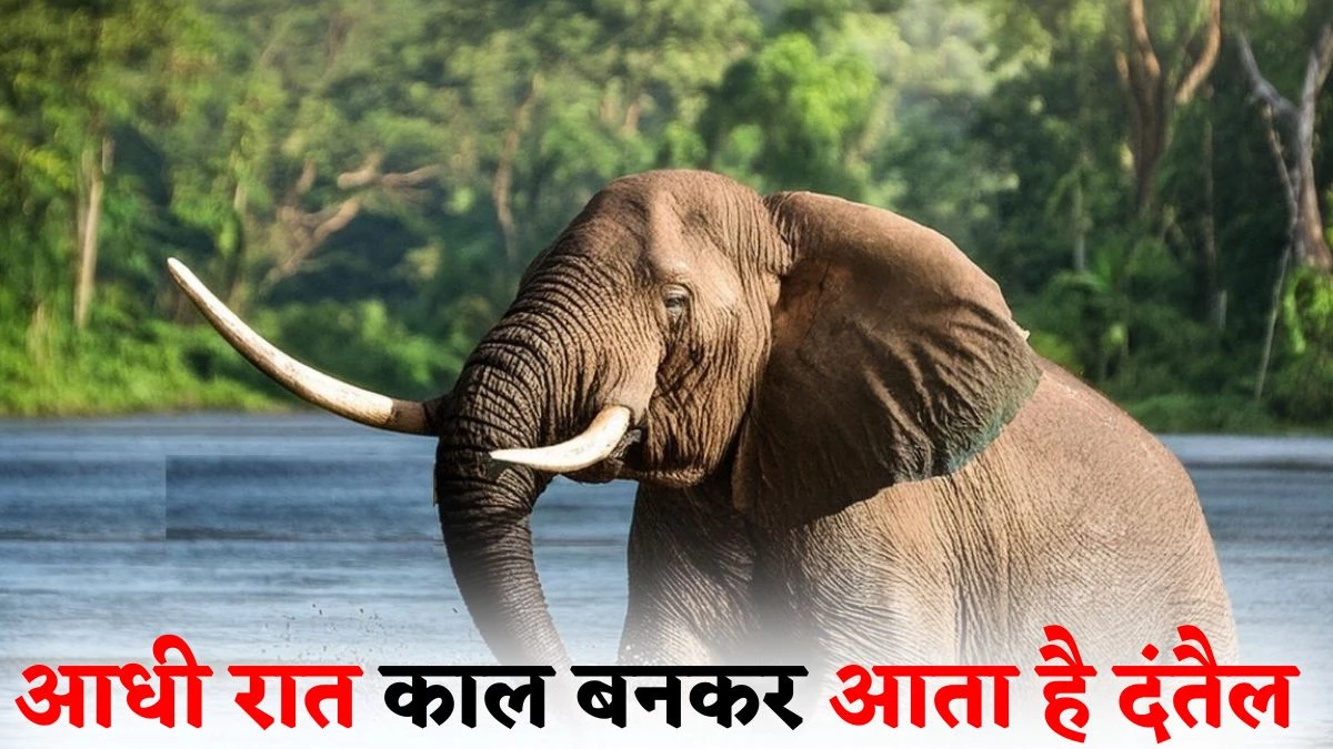 Elephant Attack: दंतैल हाथी ने आधी रात 4 लोगों को कुचलकर मारा, जसपुर में हमले से 25 दिनों में 9 मौत