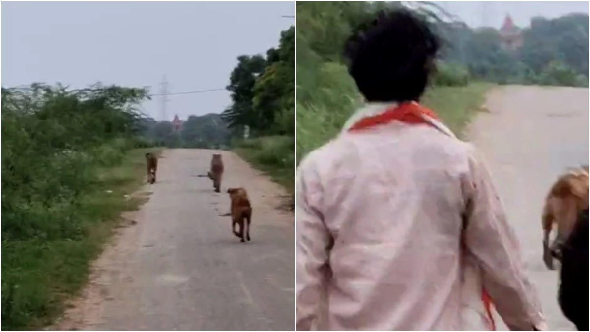 कूनो से निकलकर मानपुर के बालापुरा और काशीपुर में पहुंचे दो चीते, कुत्ते के साथ ग्रामीण भी लगे पीछे