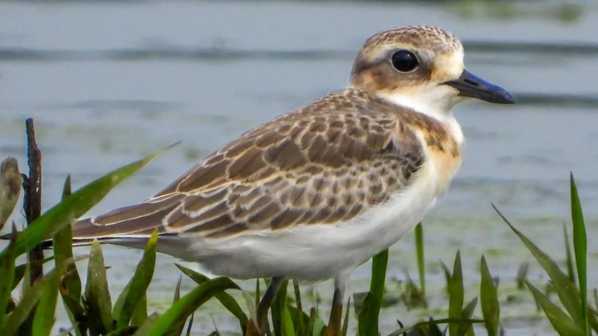 खैरागढ़ में देखा गया दुर्लभ प्रवासी पक्षी Greater Sand Plover, 3 साल बाद लौटा