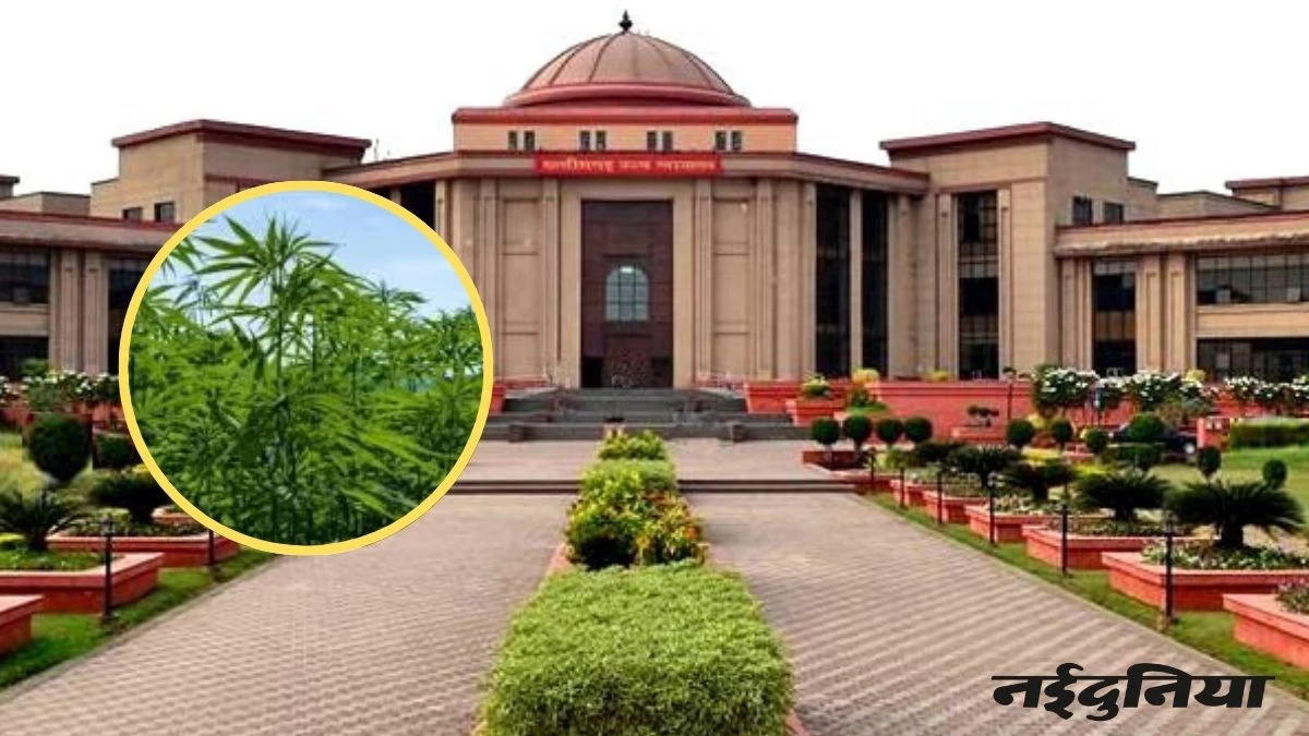 भांग की खेती के लिए अनुमति मांगने CG High Court में लगाई PIL, याचिका फिर हुई खारिज