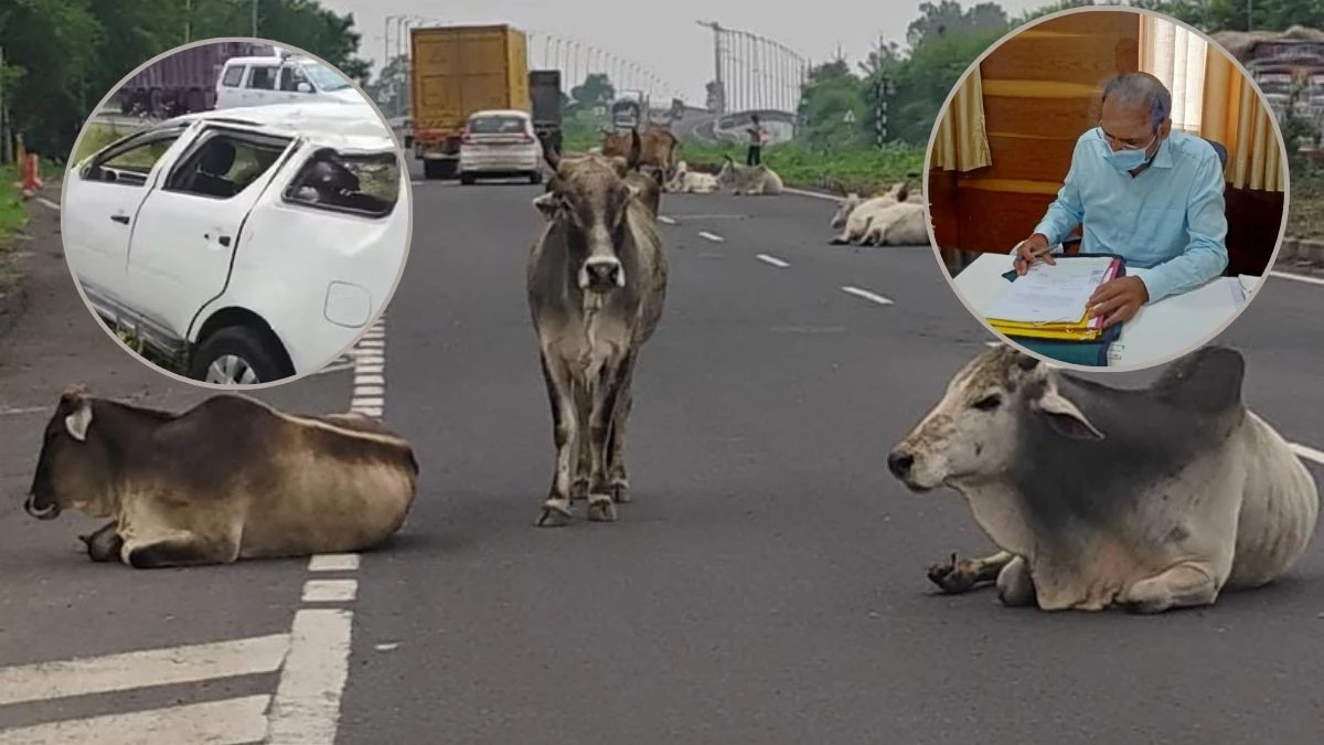 MP में गाय को बचाने में पलटी कार, इंदौर ADM का पूरा परिवार घायल, बेटा गंभीर