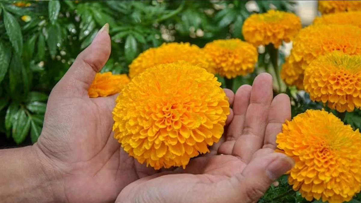Marigold Plant Vastu: गेंदे का पौधा घर की इस दिशा में लगाने से मिलेगी तरक्की, धन-दौलत से भर जाएगी तिजोरी