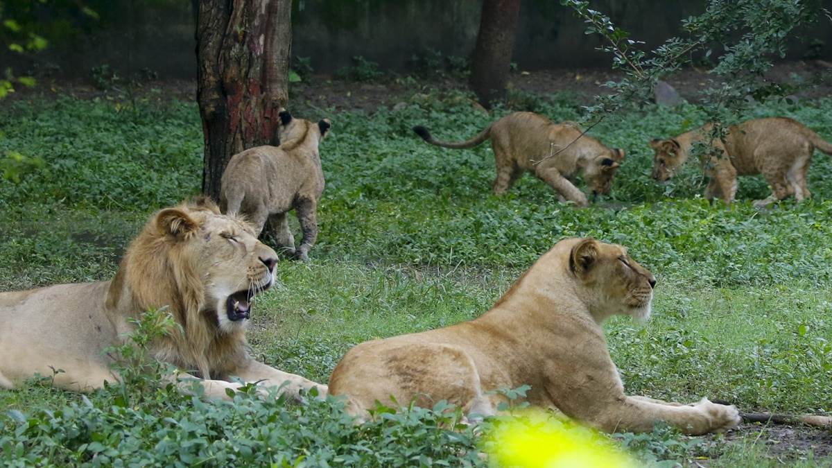 World Lion Day 2025: शेरनी मेघा और बिजली ने दिलाई इंदौर चिड़ियाघर को देश में पहचान