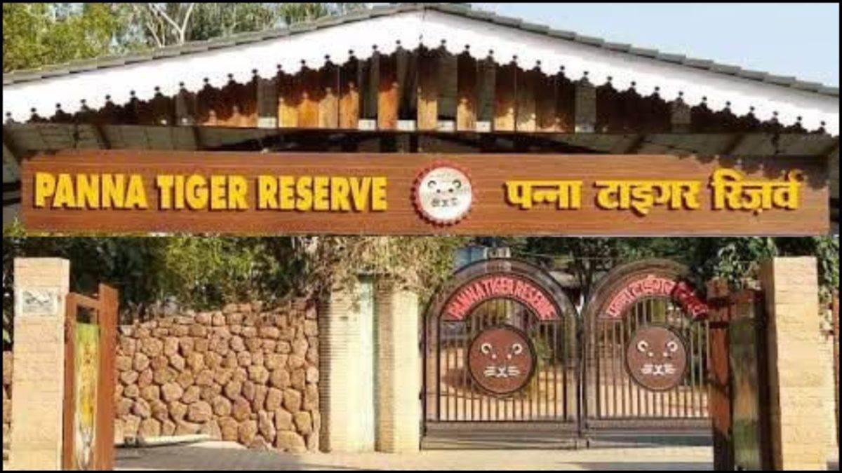 पन्ना टाइगर रिजर्व में होमस्टे के नाम पर बना डाला आलीशान रिसॉर्ट... डिप्टी डायरेक्टर बोले- जल्द होगी बड़ी कार्रवाई