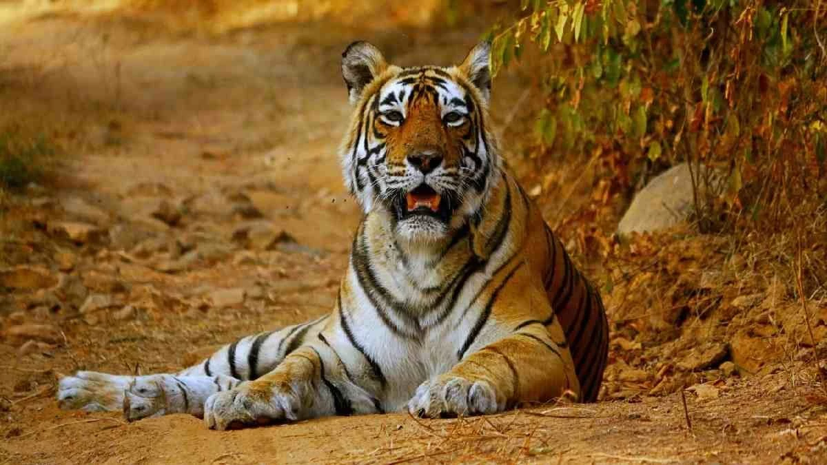 छत्तीसगढ़ में 3 साल में दोगुनी हुई बाघों की संख्या, 2022 में थे 17 अब हुए 35