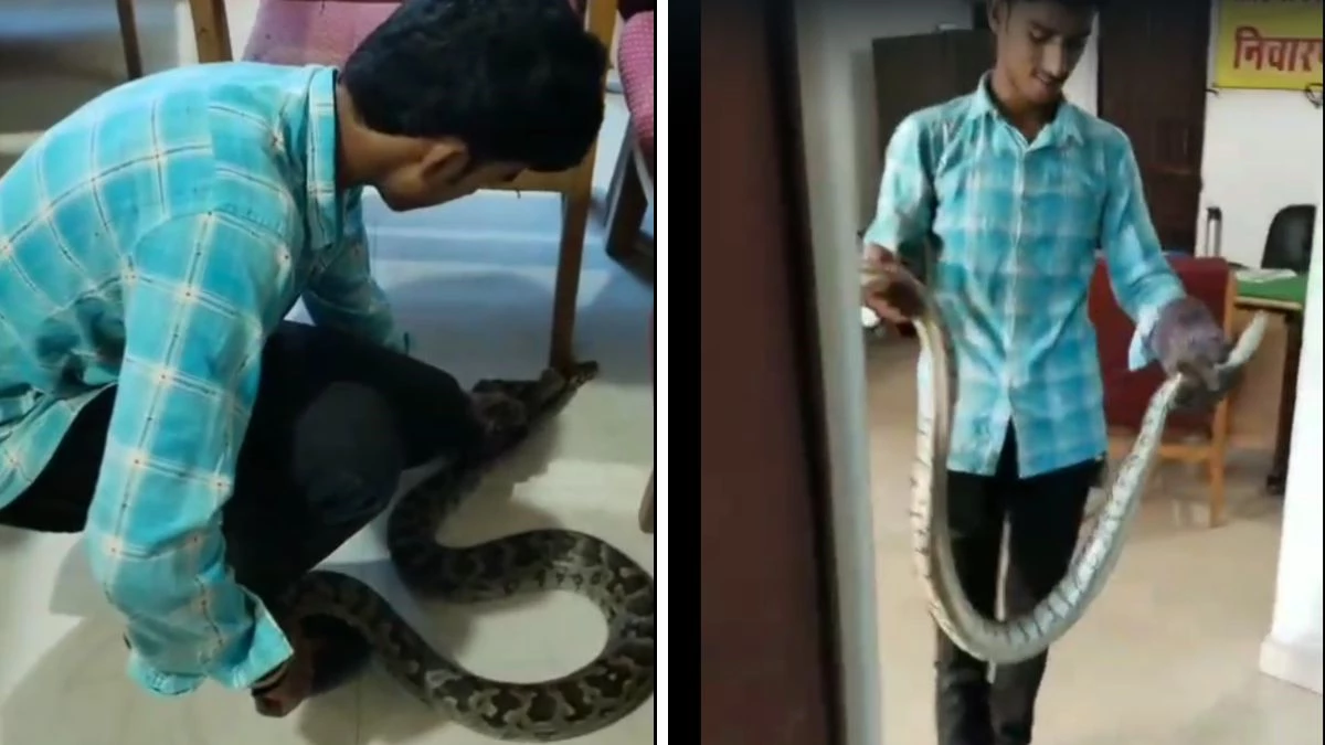 MP News: पुलिस स्टेशन में घुसा सात फीट लंबा अजगर, थाने में मचा हड़कंप; 20 मिनट तक चला रेस्क्यू ऑपरेशन