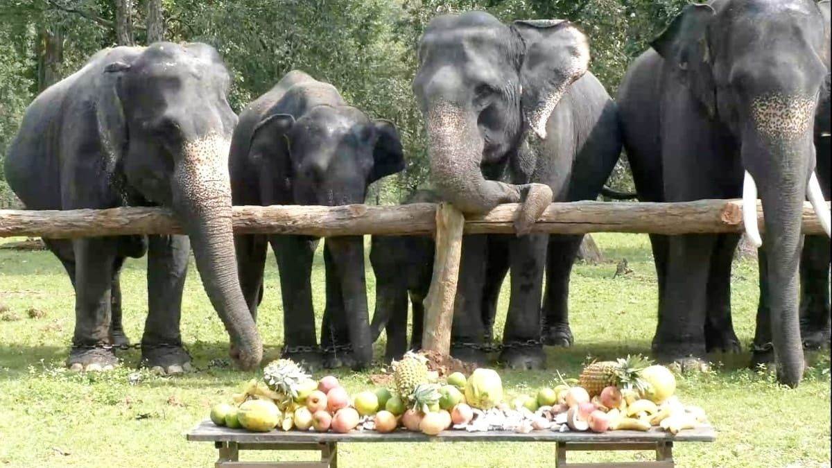 बालाघाट में कान्हा के 16 हाथी एक सप्ताह करेंगे आराम, रोज होगी मालिश और स्वास्थ्य जांच
