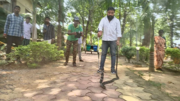 कोरबा में रिसॉर्ट के बिजली बोर्ड में कुंडली मारे बैठा था आठ फीट का किंग कोबरा, रेस्क्यू टीम ने निकाला