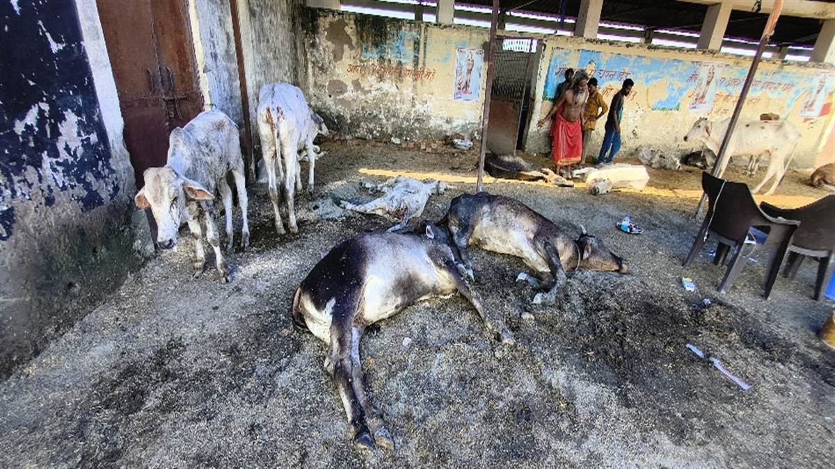 लंपी वायरस का कहर जारी, ग्वालियर के रतवाई में एक और गाय की मौत