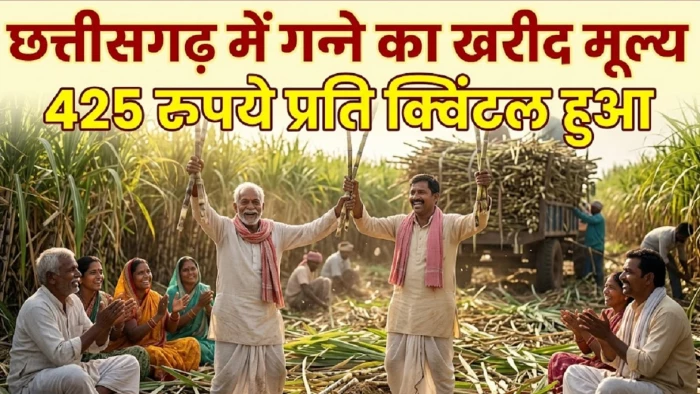 छत्तीसगढ़ में गन्ना उत्पादकों के लिए अच्छी खबर: सरकारी खरीद में प्रति क्विंटल 70 रुपये की हुई बढ़ोतरी