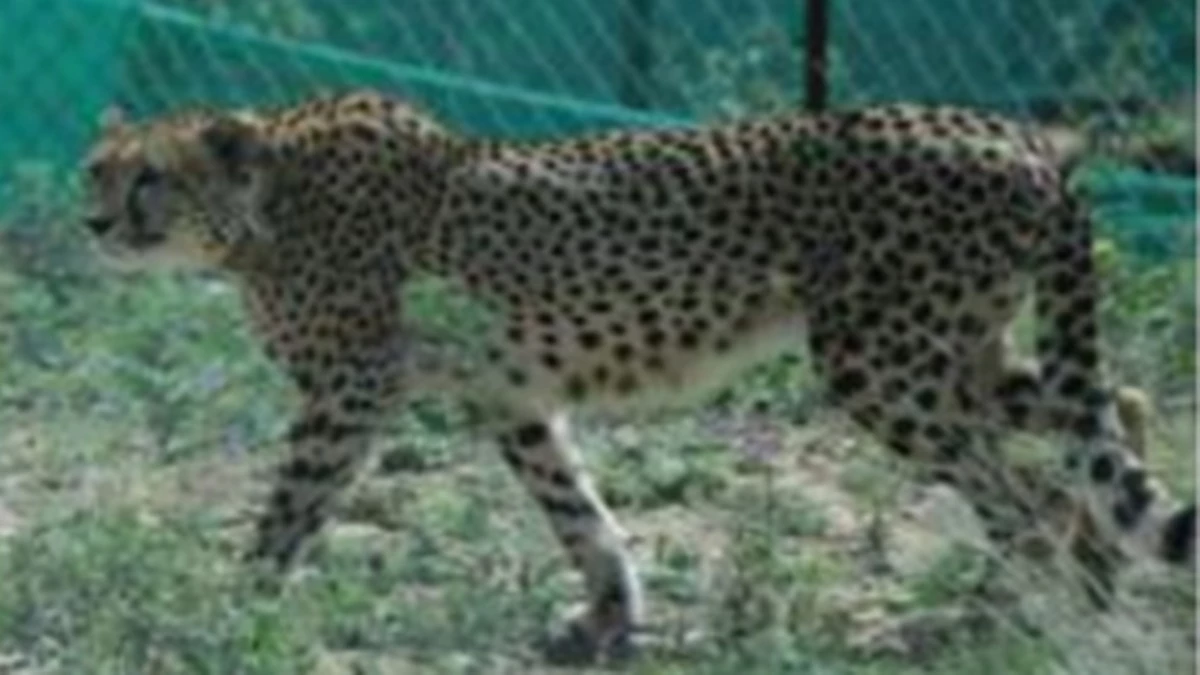 Cheetah Project in MP: कूनो प्रबंधन ने बढ़ाई मादा चीता वीरा की निगरानी, दिन में चार बार टीम कर रही मॉनिटरिंग