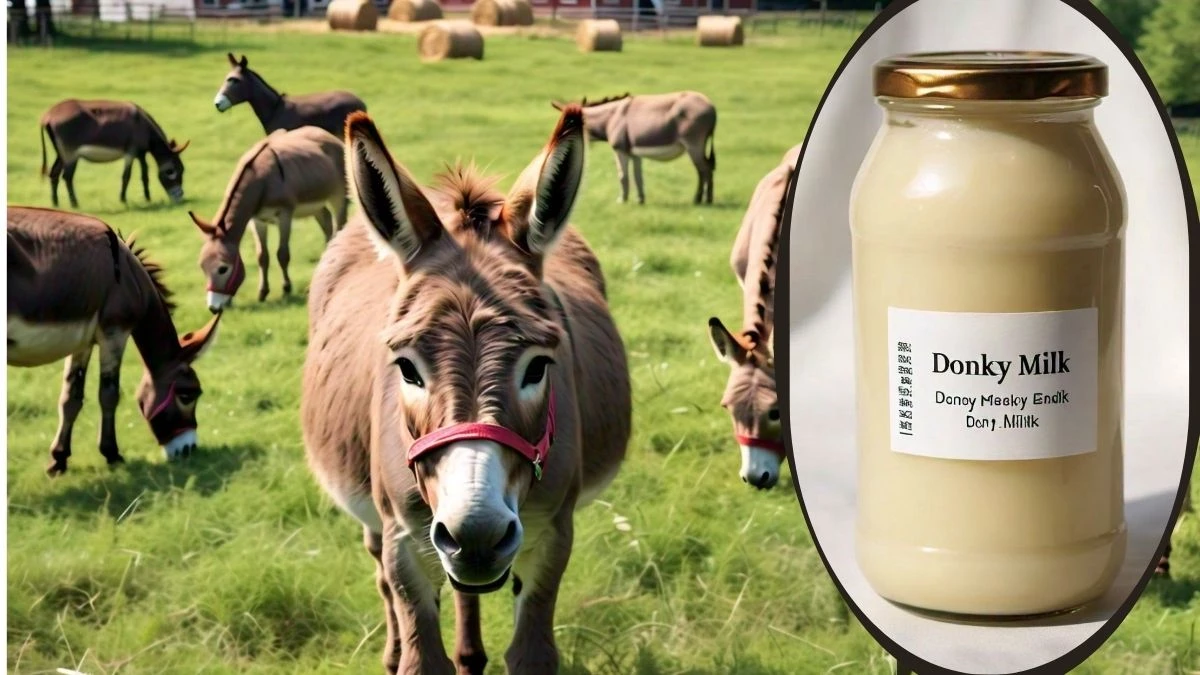 Donkey Milk Business: 7000 रुपए लीटर में बिक रहा गधी का दूध, हैदराबाद-बेंगलुरु में जबरदस्त मांग, कमाई के लिए जानिए बिजनेस टिप्स