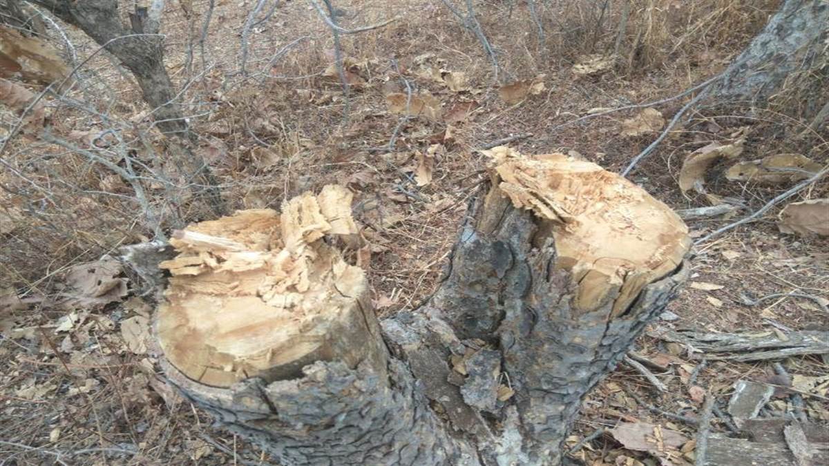 Choral Forest Range: जंगल से पेड़ काटने के बाद लकड़ी चोरों ने की थी पार्टी, जांच में खुलासा