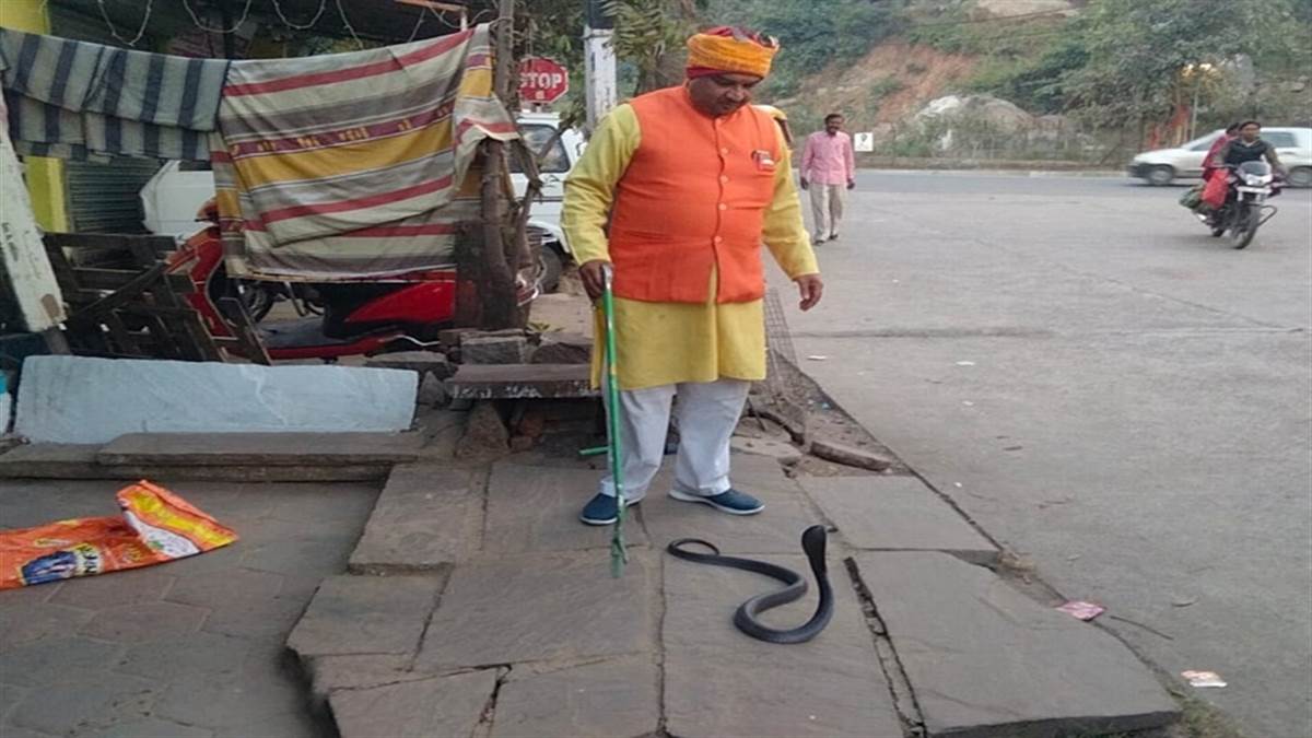 Snake in Jabalpur कंडे के ढेर में दो दिन छिपा था चार फीट लंबा कोबरा