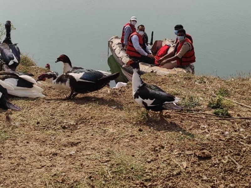 Bird Flu in Chhattisgarh: रेपिड रिस्पांस टीम पहुंची जंगल सफारी, बतख व मोर स्वस्थ
