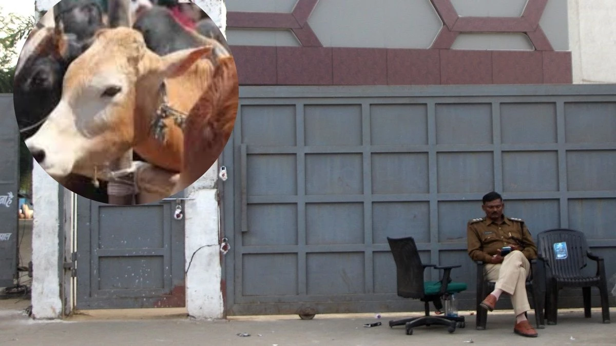 गोकशी कांड: 'सफेद झूठ' से उठा पर्दा, क्लीन चिट देने वाली भोपाल पुलिस अब खुद फंसी