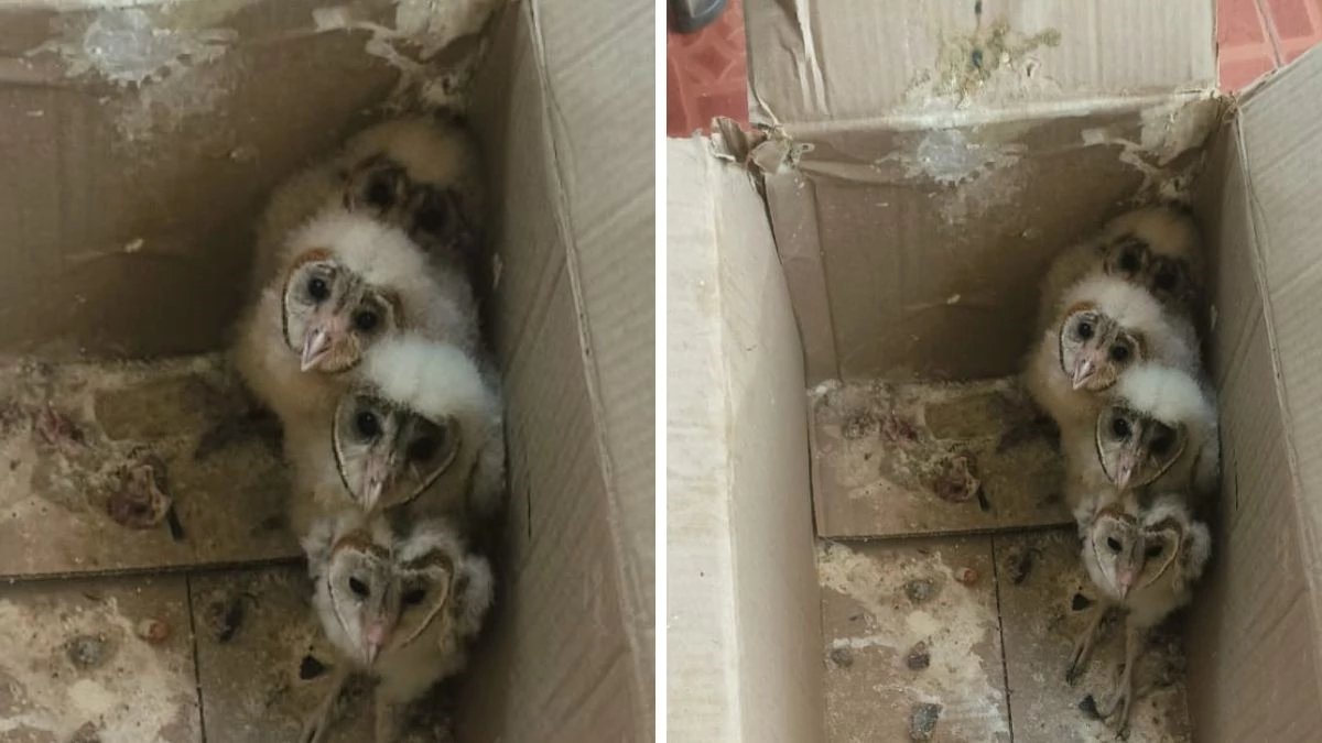 MP में सौ साल पुराने मकान में मिले दुर्लभ सफेद उल्लू के चार बच्चे, वन विभाग ने किया रेस्क्यू