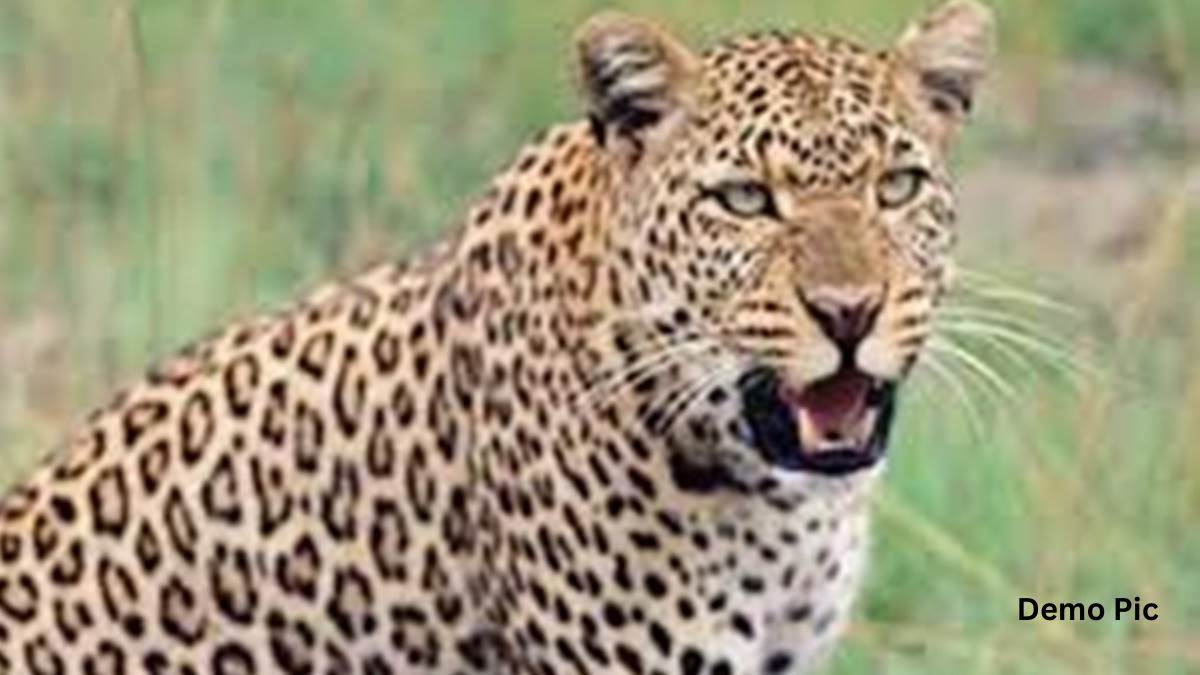 News from Jabalpur: Pregnant leopard is trapped in barbed wire for safety, villagers scared by her roars had to try their best to rescue her.