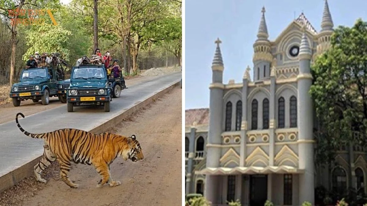 बांधवगढ़ टाइगर रिजर्व में बाघों की मौतों पर MP हाईकोर्ट सख्त, फील्ड डायरेक्टर से मांगी विस्तृत रिपोर्ट