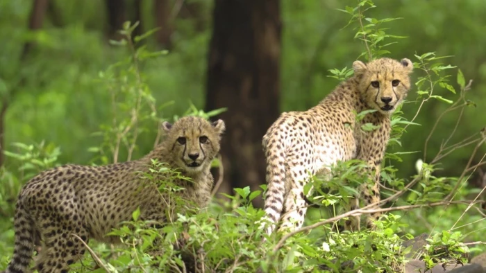 कूनो नेशनल पार्क में क्षमता से ज्यादा हुए चीते, अब नौरादेही अभयारण्य बनेगा तीसरा घर